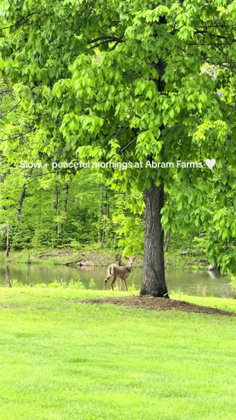 TikTok video from @abramfarmsindiana: dreamy mornings